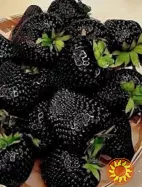 Полуниця ампельна (каскадна)чорноплодна сорту Мавр