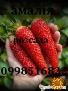 Полуниця сорту Амалія ремонтантна(розсада копанка)