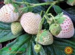 Полуниця ампельна (каскадна) біла сорт Либідь