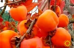 Саджанці та живці для щепленя хурми