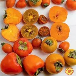 Черенки хурми для щеплення та вкорінення - vdala.pro