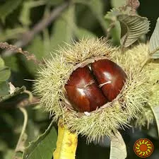 Каштан європейський(їстівний)саджанці та черенки