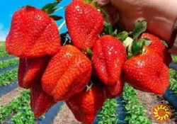 Полуниця ампельна (каскадна) сорт Тоскана