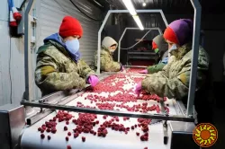 Холодильна та морозильна камери для Заморозки малини і суниці