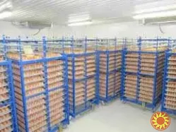 Холодильна камера Тривалого зберігання яєць (встановлення під ключ)