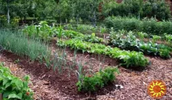 Продаю літню лачу