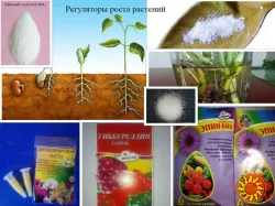 Брассиноллид 0,15%