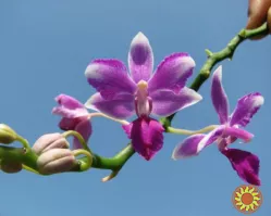 Брассиноллид 0,15%