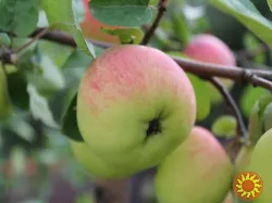 Брассиноллид 0,15%