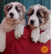 Пропонуємо цуценят туркменського волкодава