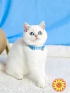 Британський хлопчик блакитні очі