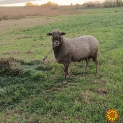 Продам барана живою вагою.