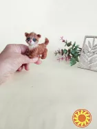 Котик, кошеня, мініатюрний кіт