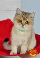 Британські кошенята золота шиншилла