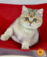 Британські кошенята золота шиншилла