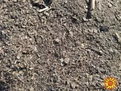 Куплю деловые отходы подсолнечника, рапса. Скупка сора.