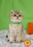 Британські кошенята з розплідника в Одесі