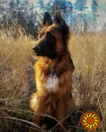 Вставки ушные для постава ушей у немецкой овчарки