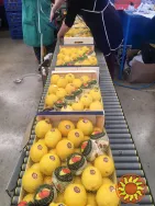 Продаем лимоны