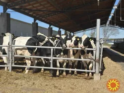 Продаж племінних нетелей породи Голштин