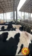 Продаж племінних нетелей породи Голштин