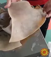 Машина-напівавтомат для зняття шкіри, плівки з м'яса STvega Pork Rem H300