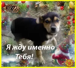 Щенки Двортерьера в добрые руки!