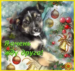 Щенки Двортерьера в добрые руки!