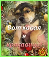 Щенки Двортерьера в добрые руки!