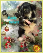 Щенки Двортерьера в добрые руки!