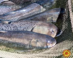 Куплю товстолоб, сом по всій Україні. Гурт.