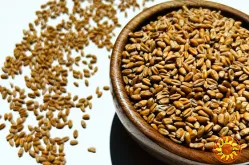 Продажа зерна пшениці необробленого