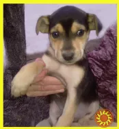 Щенки Двортерьера самые умненькие в добрые руки!