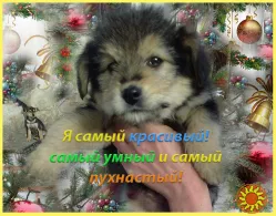 Щенки Дворбернара в добрые руки!