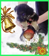 Щенки Дворбернара в добрые руки!