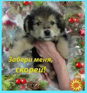 Щенки Дворбернара в добрые руки!