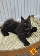 Мейн кун хлопчик з родословною.