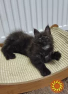 Мейн кун хлопчик з родословною.