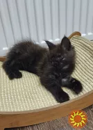 Мейн кун хлопчик з родословною.