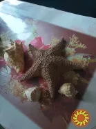 морські черепашки 3 шт., морська зірка 500 грн.