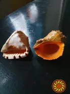 морські черепашки 3 шт., морська зірка 500 грн.