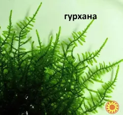 Аквариум Растения Мох Анубиас