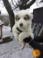 Продам щенков Алабаи