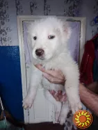 Продам щенков Алабаи