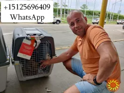 Перевозка животных в Америку и Европу