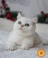 Срібна шиншилла британськи кошенята