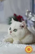 Срібна шиншилла британськи кошенята