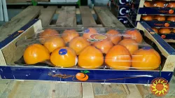 Продаем хурму