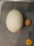 Яйця страусині