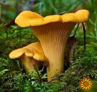 Экстракт Лисичек 50%